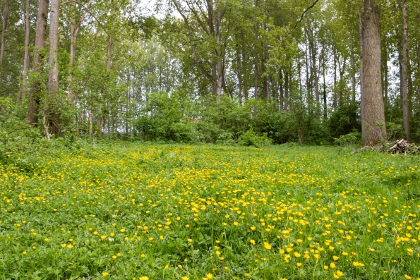 Yellow Garden