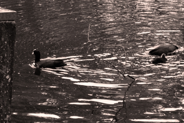 Birds ep.4