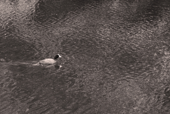 Birds ep.7