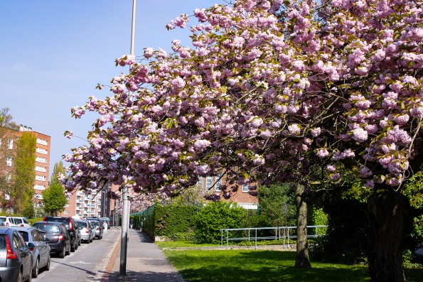 Pink tree