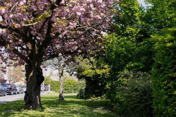 Pink garden