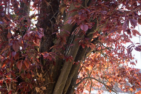 Red leaves