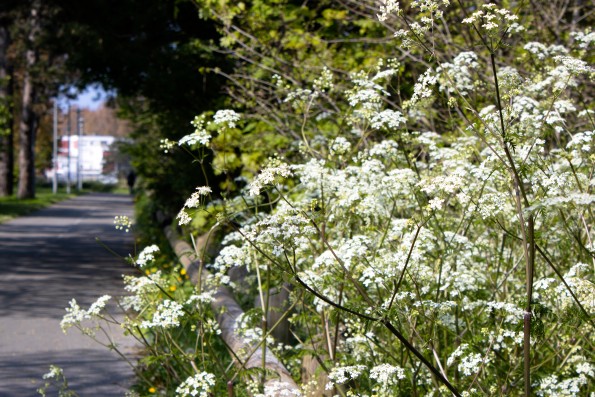 White flowers