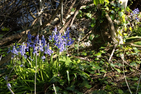 Blue flowers