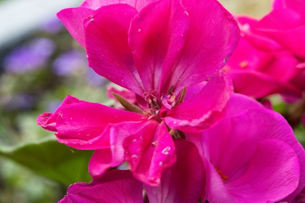 Pink Sadness