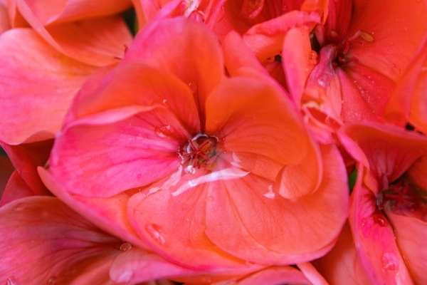 Emotional Red